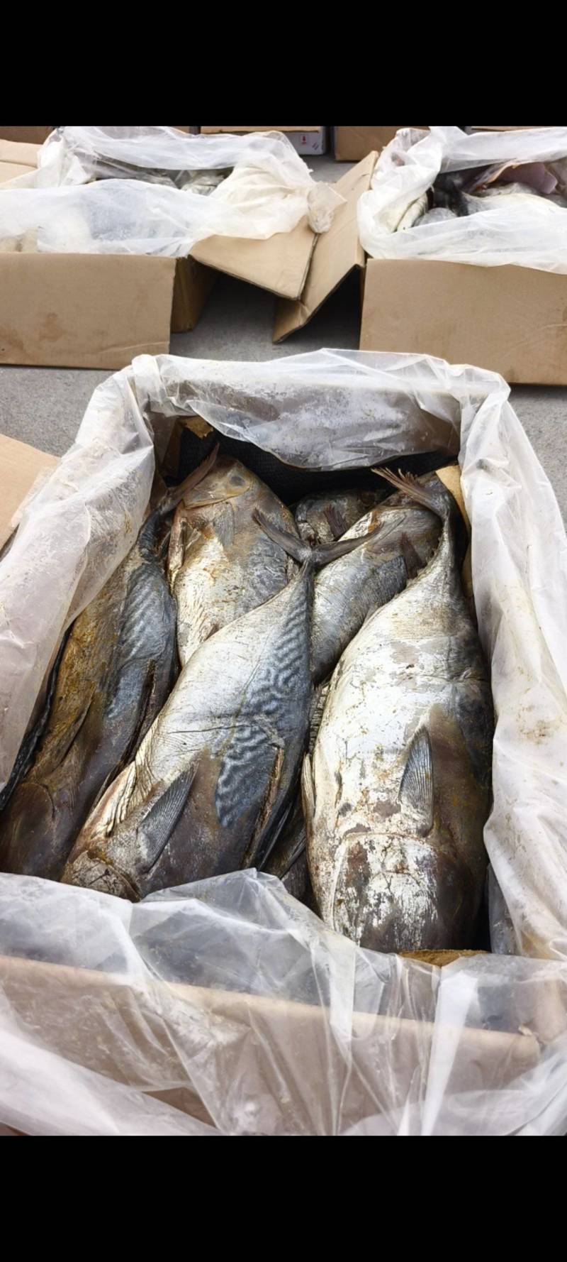 老咸鱼，腌制时间比较久！好几个规格，满满的都是肉，