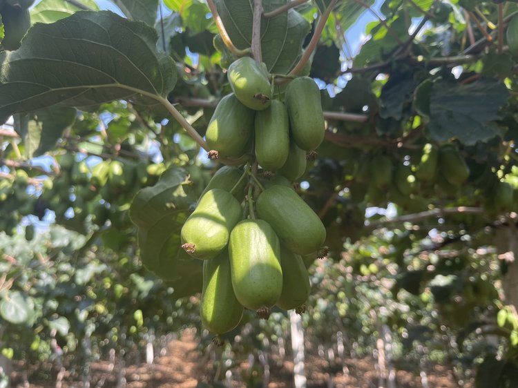 成熟软枣猕猴桃果实对比图