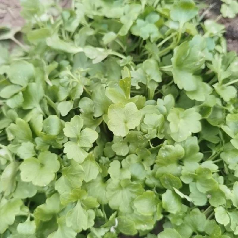 猫爪草秧苗预定中:有想种植的欢迎订购