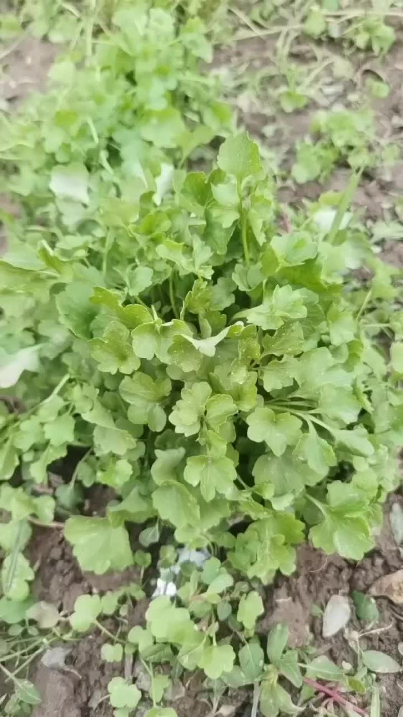 猫爪草秧苗预定中:有想种植的欢迎订购