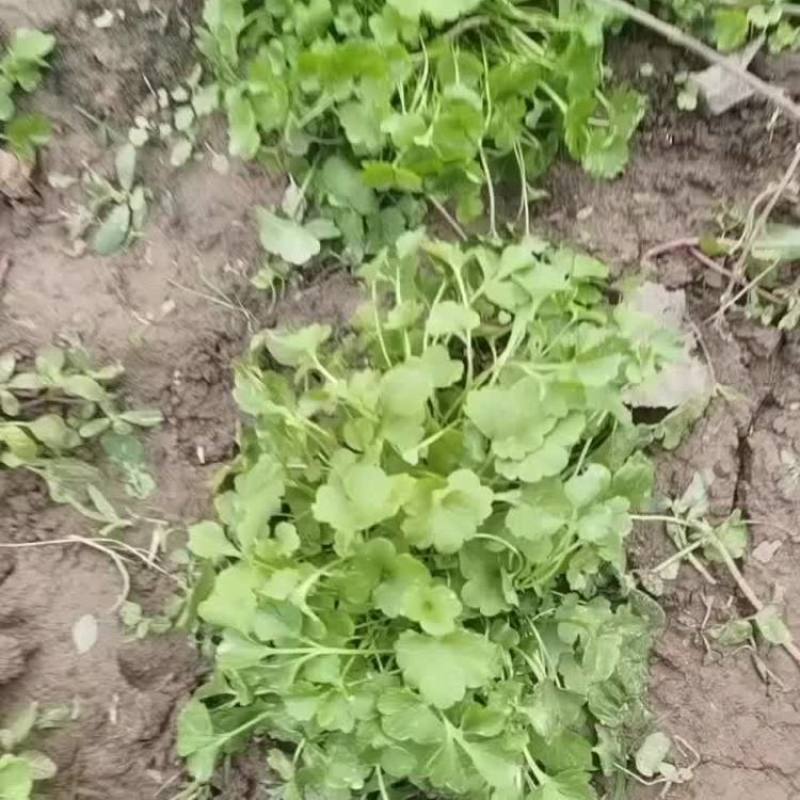 猫爪草秧苗预定中:有想种植的欢迎订购