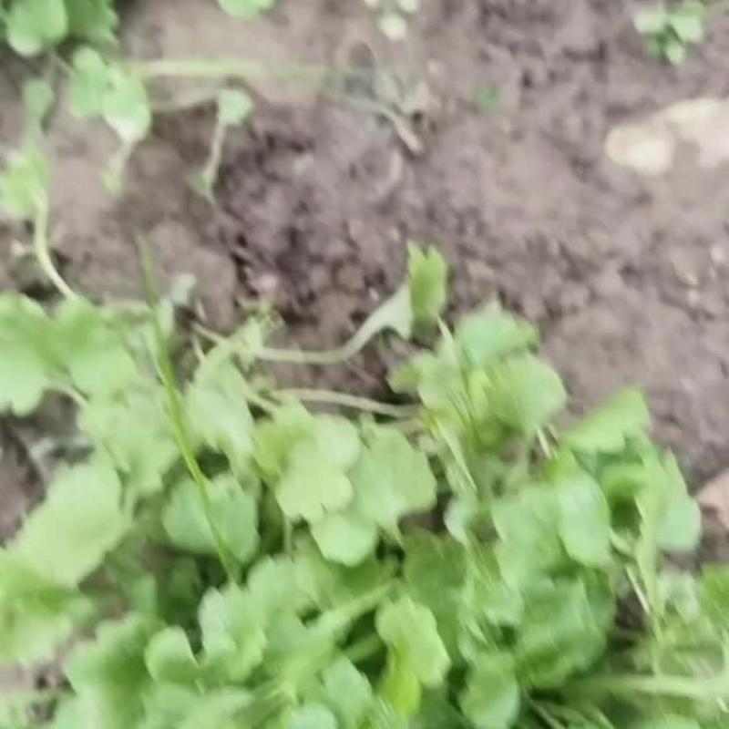 猫爪草秧苗预定中:有想种植的欢迎订购