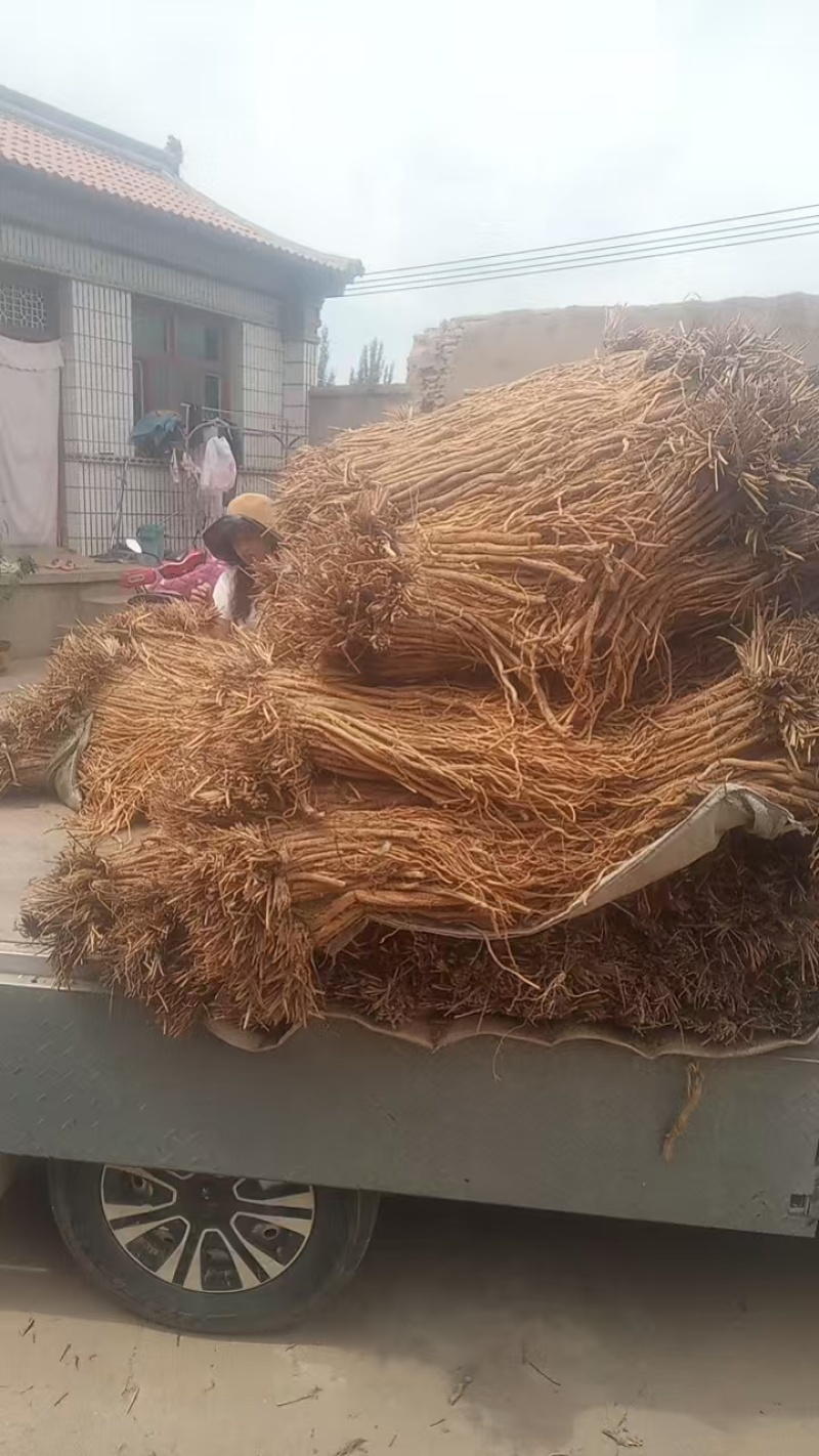 甘肃定西防风，品质保证货源保证，产地直发，量大从优