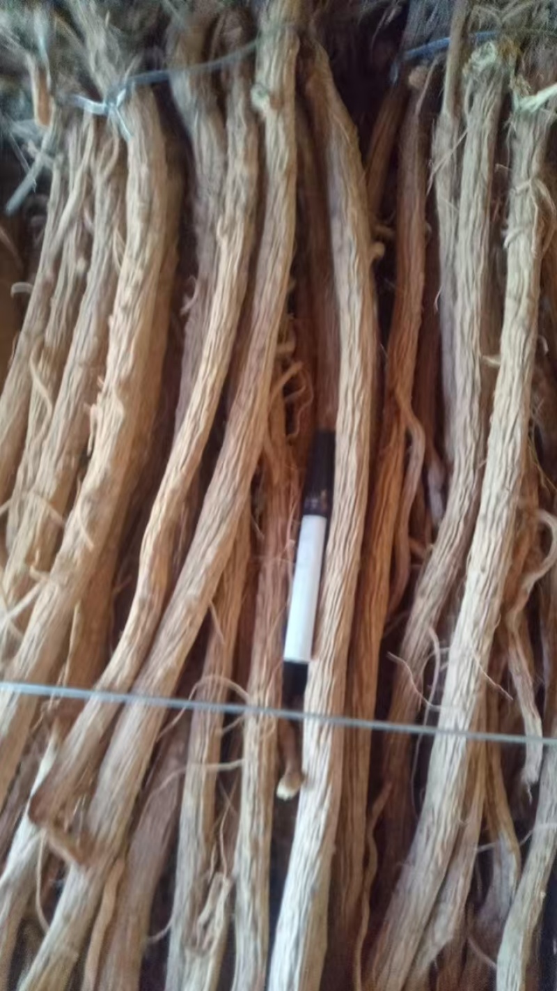 甘肃定西防风，品质保证货源保证，产地直发，量大从优