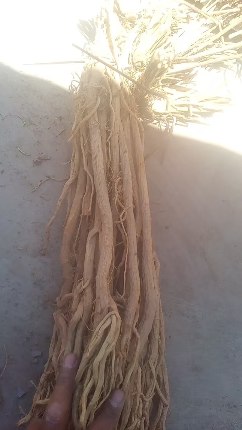 甘肃定西防风，品质保证货源保证，产地直发，量大从优