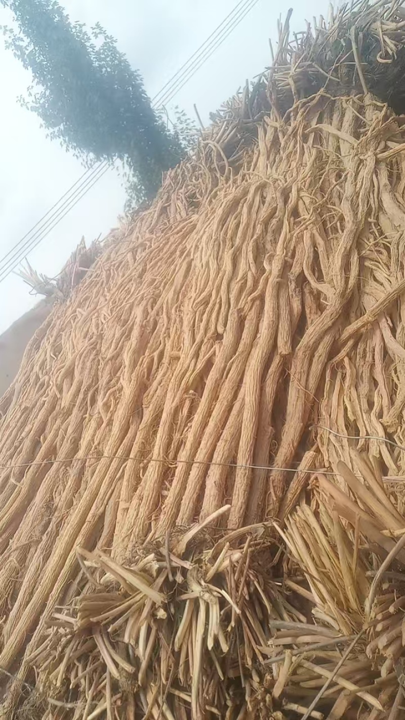 甘肃定西防风，品质保证货源保证，产地直发，量大从优