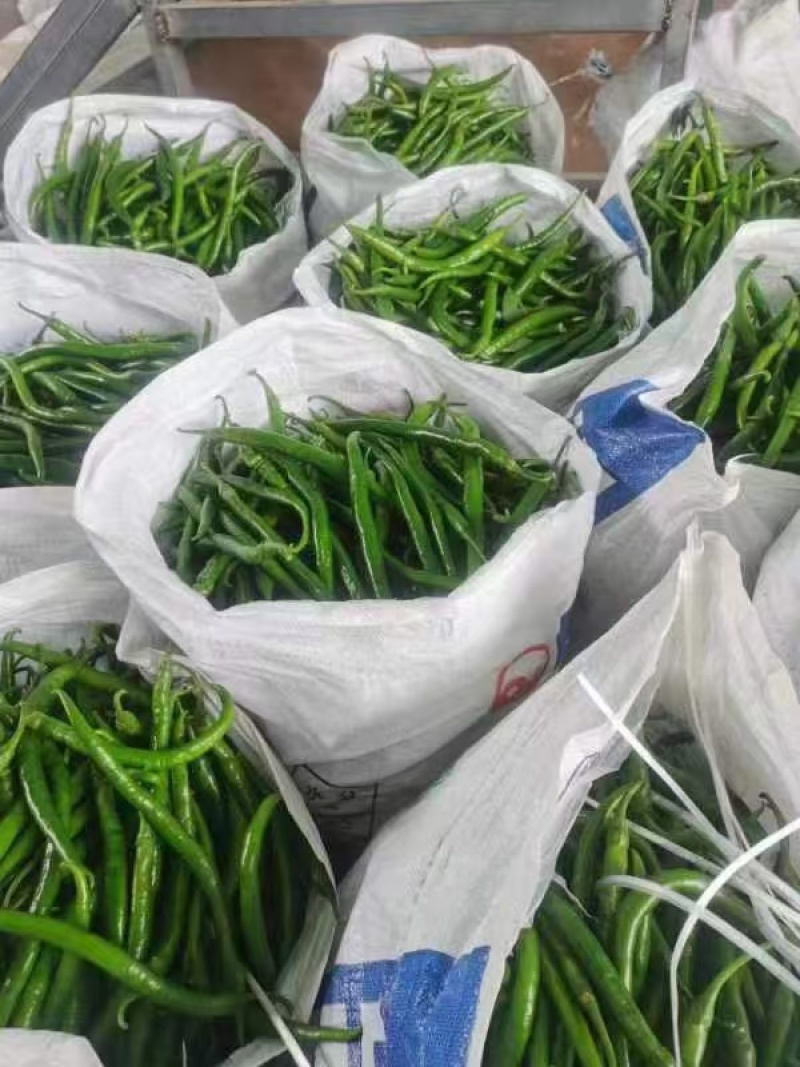 贵州3号，7号青线椒，已上市，需要的联系