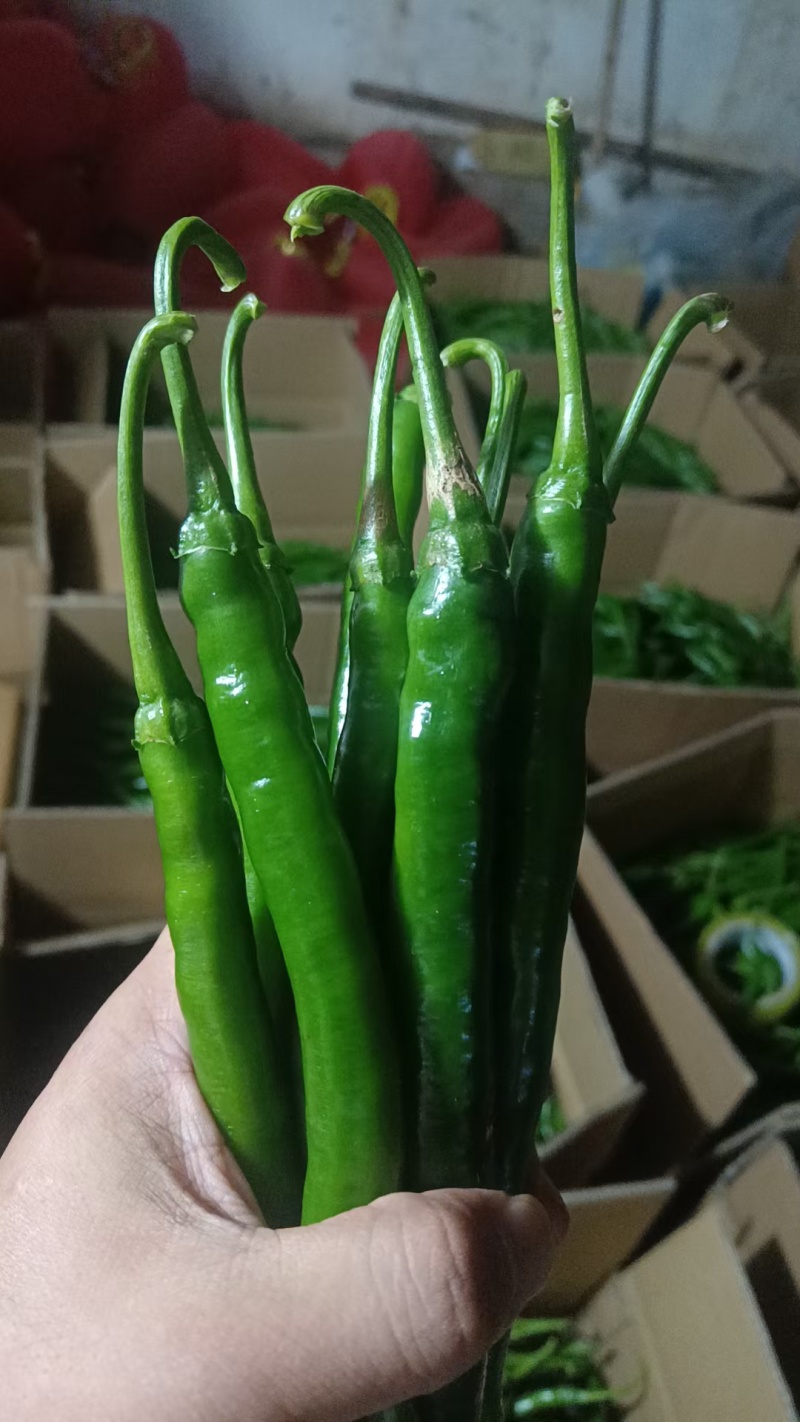 贵州3号，7号青线椒，已上市，需要的联系