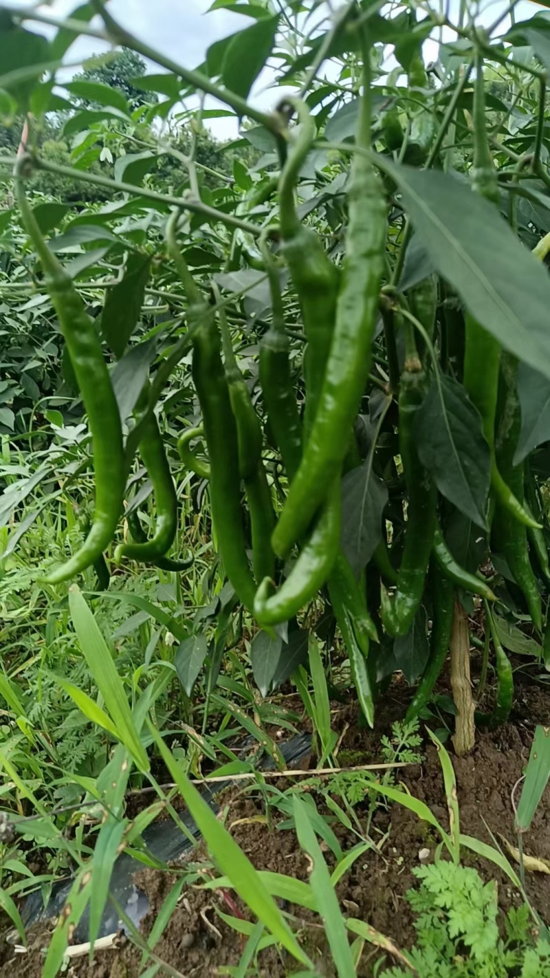 贵州3号，7号青线椒，已上市，需要的联系