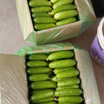 刚上市的精品旱黄瓜，小黄瓜质量好