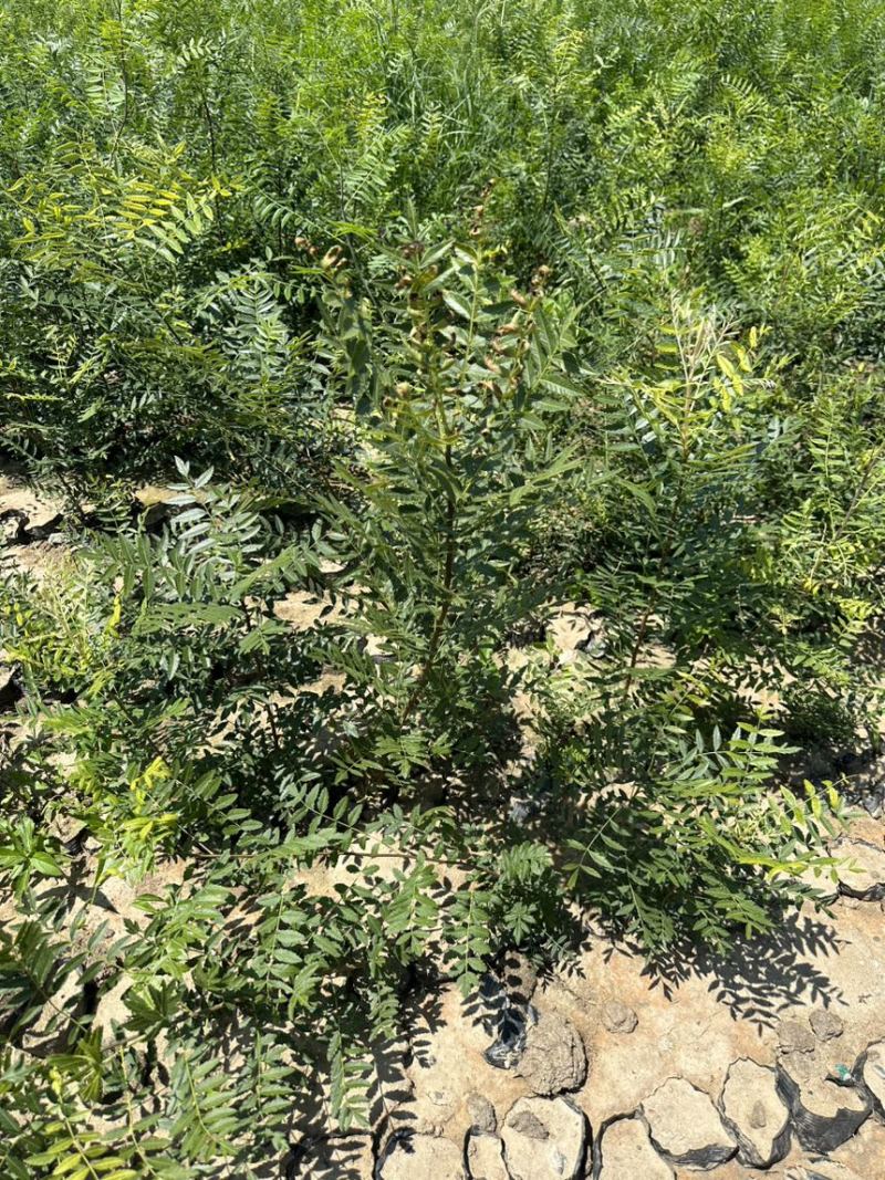 文冠果杯苗荒山造林工程树苗1米左右苗量大价优