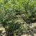 文冠果杯苗荒山造林工程树苗1米左右苗量大价优
