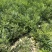 文冠果杯苗荒山造林工程树苗1米左右苗量大价优