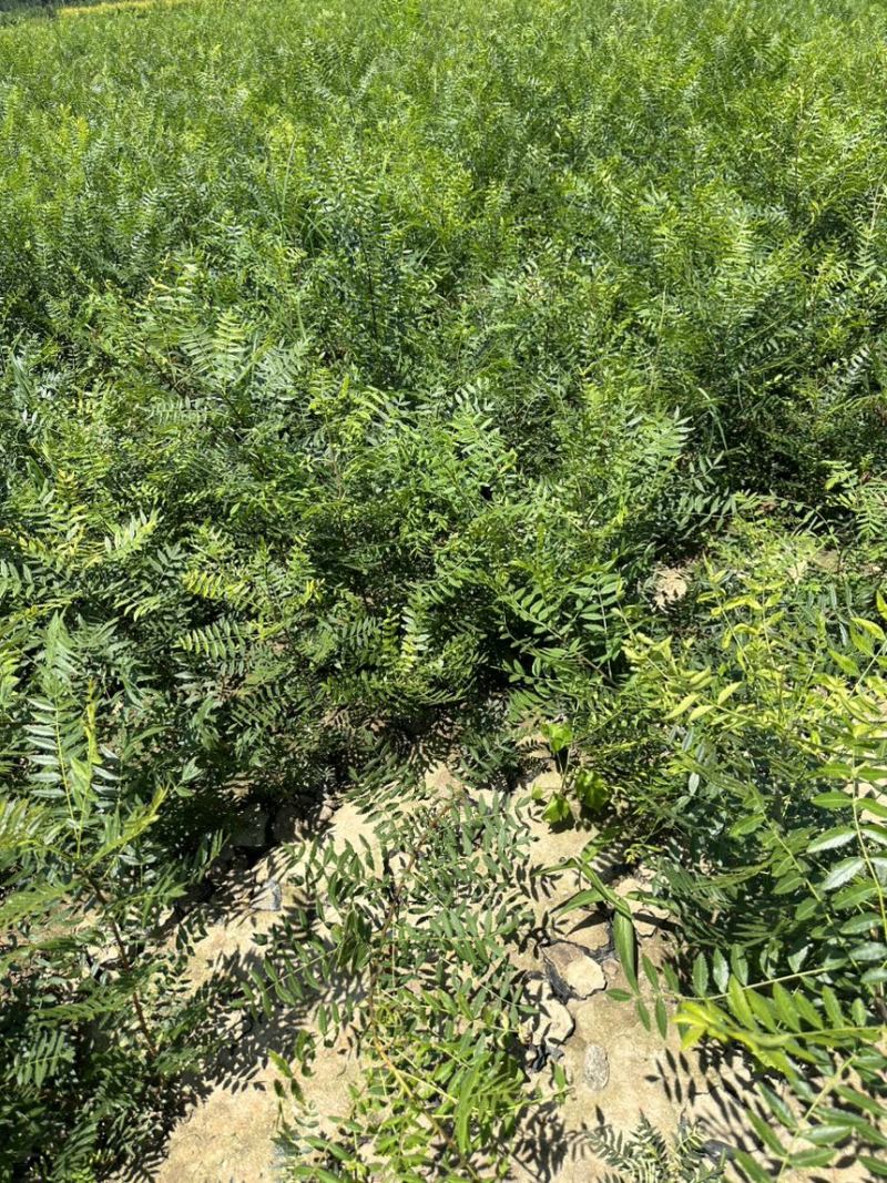 文冠果杯苗荒山造林工程树苗1米左右苗量大价优