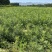 文冠果杯苗荒山造林工程树苗1米左右苗量大价优