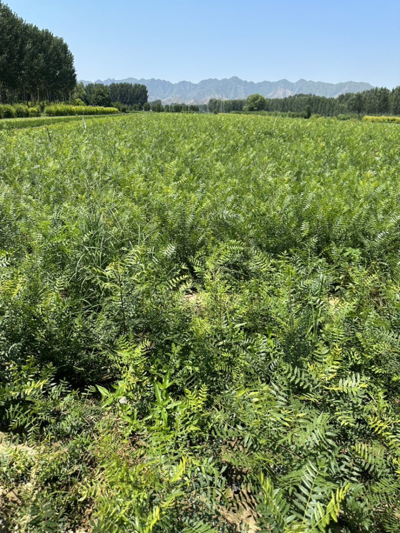 文冠果杯苗荒山造林工程树苗1米左右苗量大价优