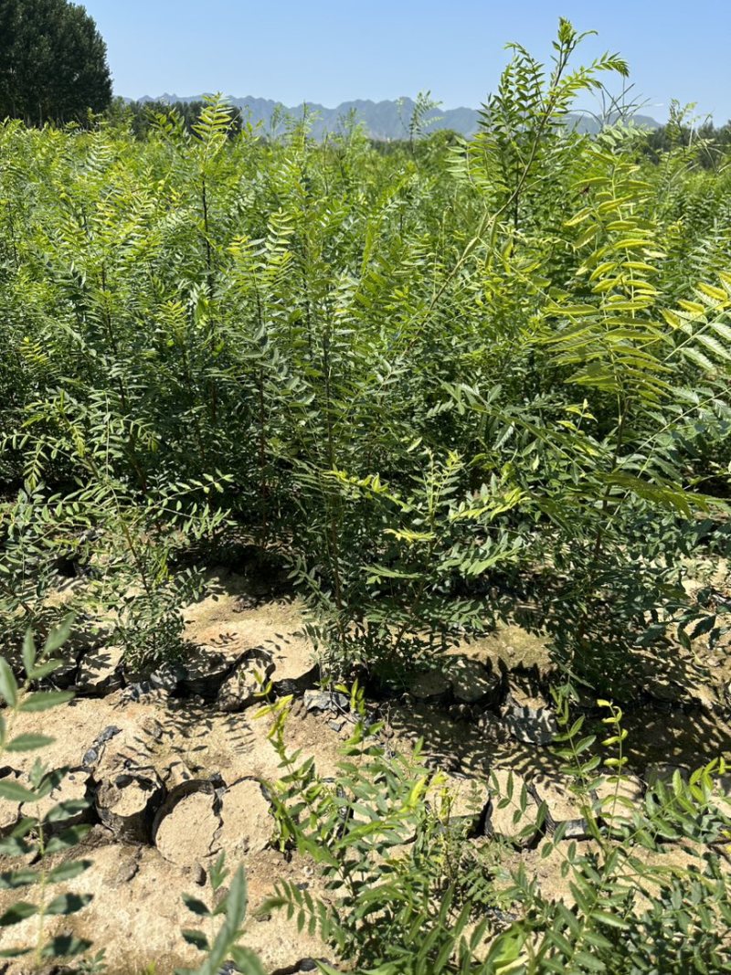 文冠果杯苗荒山造林工程树苗1米左右苗量大价优