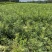 文冠果杯苗荒山造林工程树苗1米左右苗量大价优