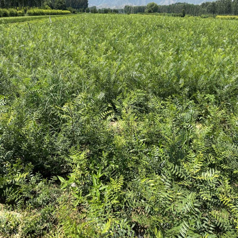 文冠果杯苗荒山造林工程树苗1米左右苗量大价优