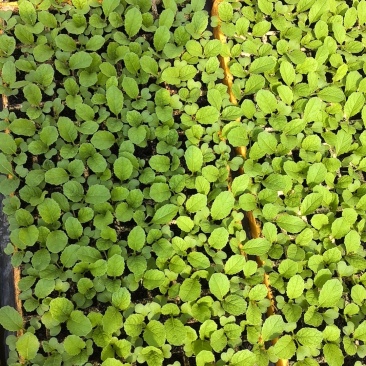 云南基地直发意大利生菜苗0.05一株