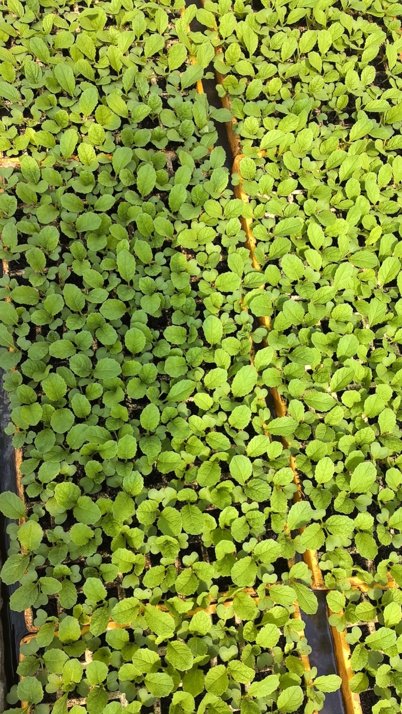 云南基地直发意大利生菜苗0.05一株