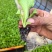 云南基地直发意大利生菜苗0.05一株