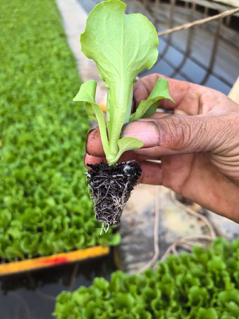 云南基地直发意大利生菜苗0.05一株