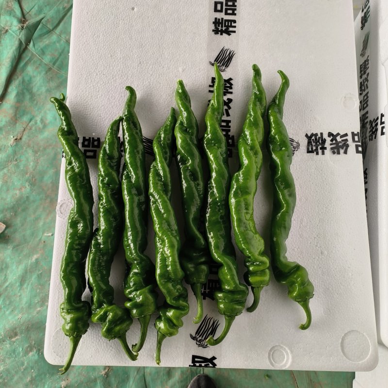 山东省青州市优质尖椒杭椒，货源充足，交通便利，经验丰富