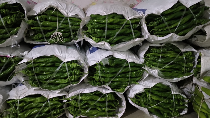 山东省青州市优质尖椒杭椒，货源充足，交通便利，经验丰富