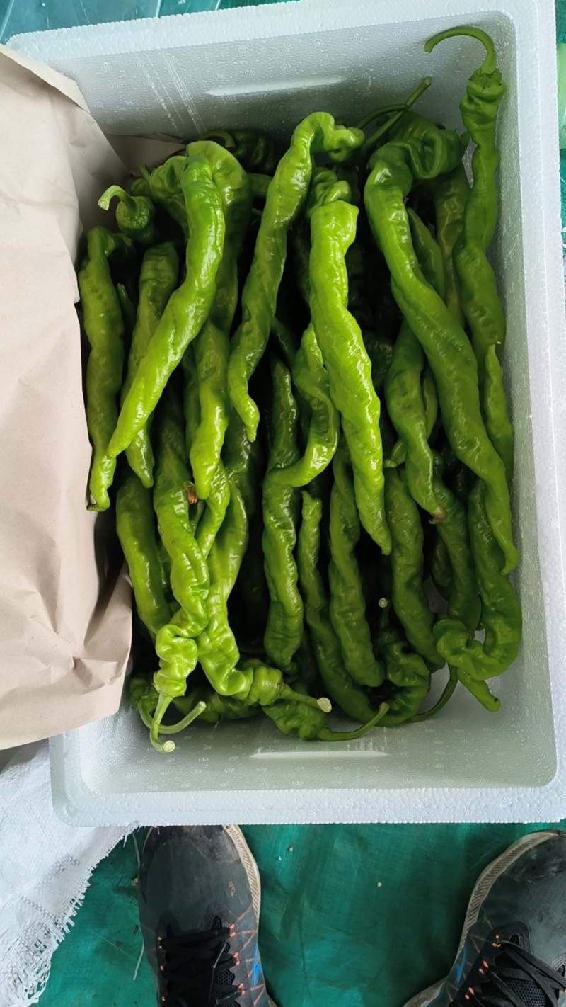 山东省青州市优质尖椒杭椒，货源充足，交通便利，经验丰富