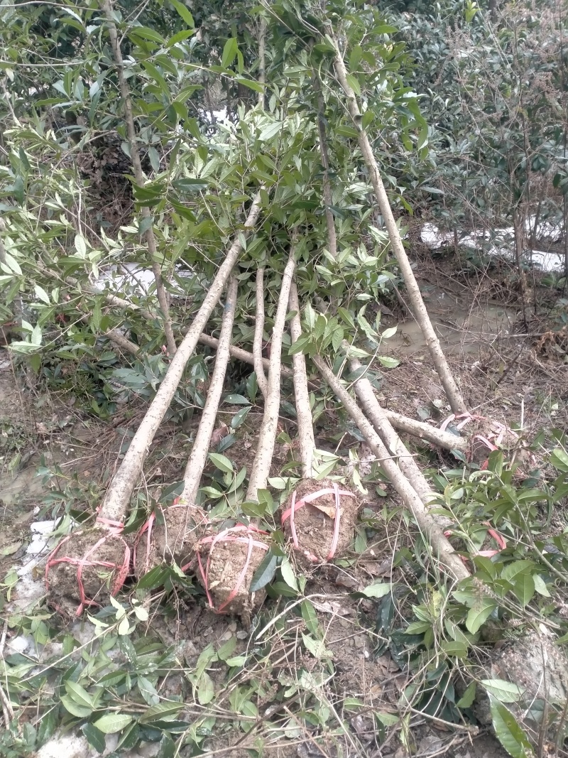 自家小桂花苗大量出货中