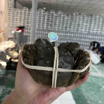 阳澄湖大闸蟹千亩基地直供全国各地档口商超社团电商平台