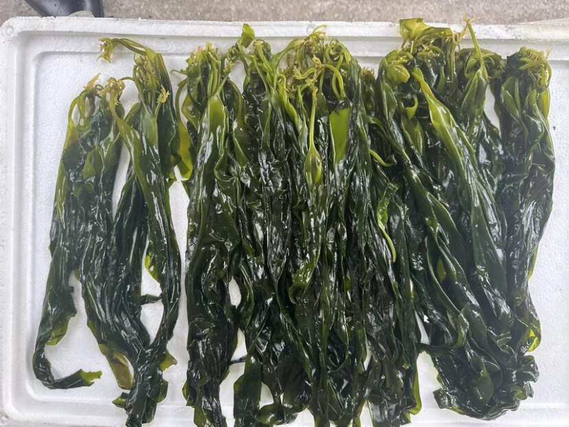 海带芽霞浦海带苗海带嫩苗无沙盐渍可代发贴牌