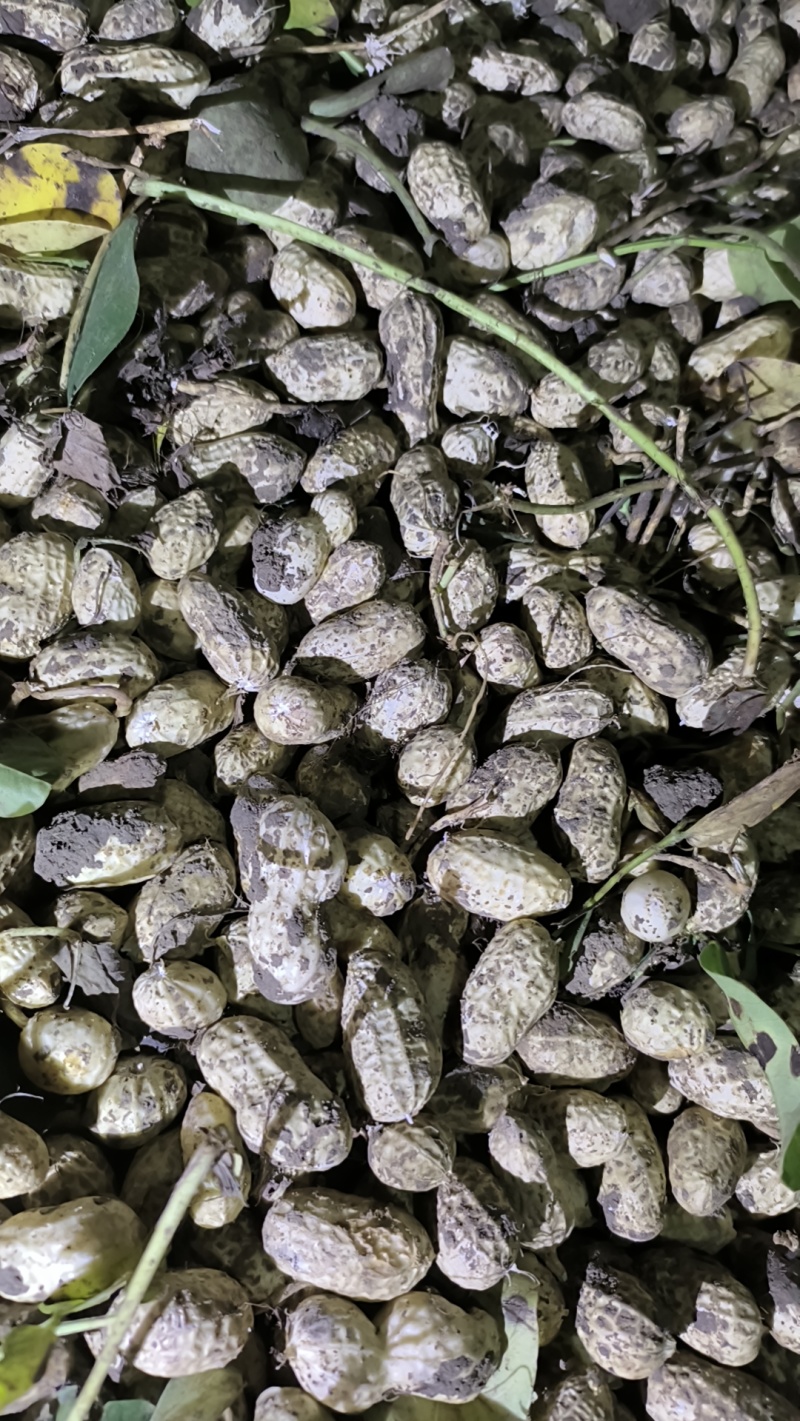 精选花生）罗汉果白沙果