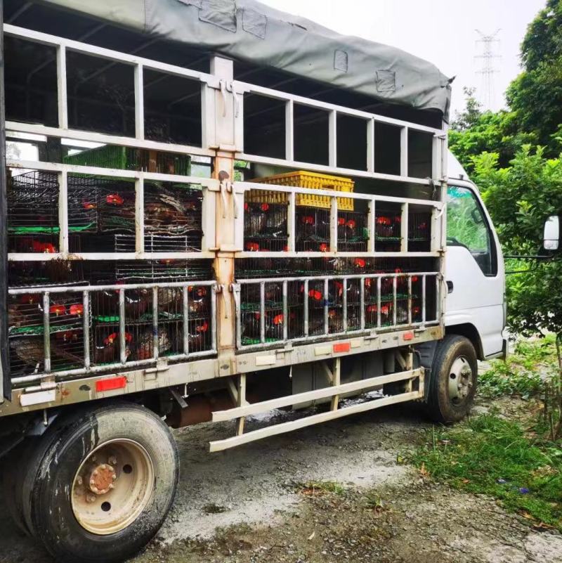 珍珠鸡肉养殖基地直供量大优惠对接全国欢迎客商进店咨询