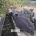 珍珠鸡肉养殖基地直供量大优惠对接全国欢迎客商进店咨询