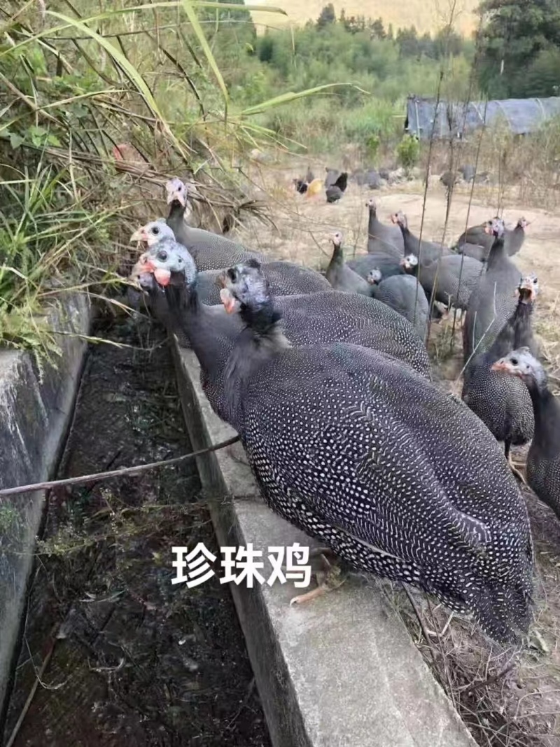 珍珠鸡肉养殖基地直供量大优惠对接全国欢迎客商进店咨询