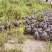 珍珠鸡肉养殖基地直供量大优惠对接全国欢迎客商进店咨询