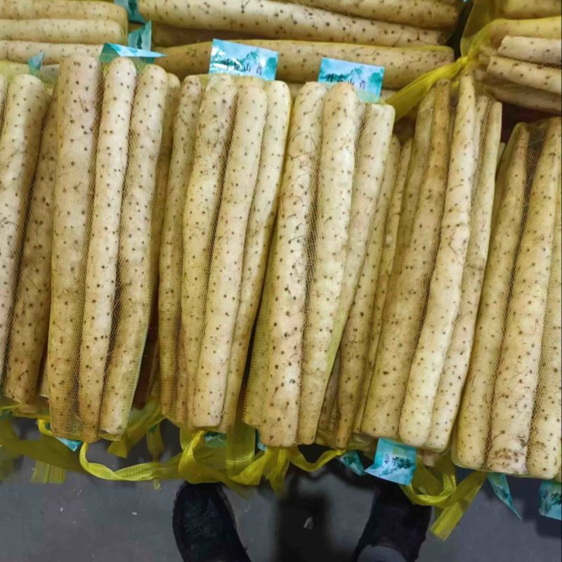 河北精品小白嘴，紫瑶，双棒，麻山药，品类规格齐全价格美丽