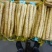 河北精品小白嘴，紫瑶，双棒，麻山药，品类规格齐全价格美丽
