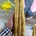 河北精品小白嘴，紫瑶，双棒，麻山药，品类规格齐全价格美丽