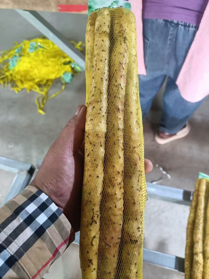 河北精品小白嘴，紫瑶，双棒，麻山药，品类规格齐全价格美丽