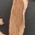 精品锁阳