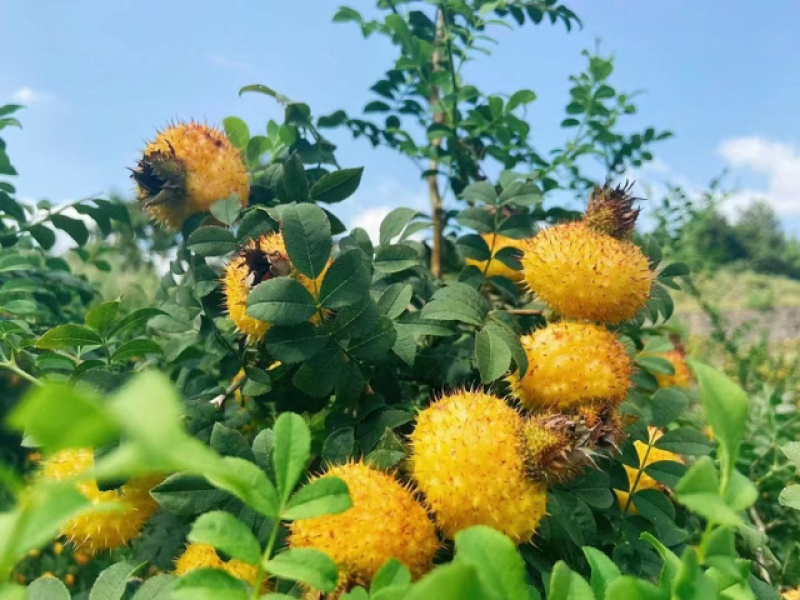 【一袋包邮】贵州特产刺梨干对接电商个人价格明确发货快