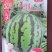 早熟品种美佳二号