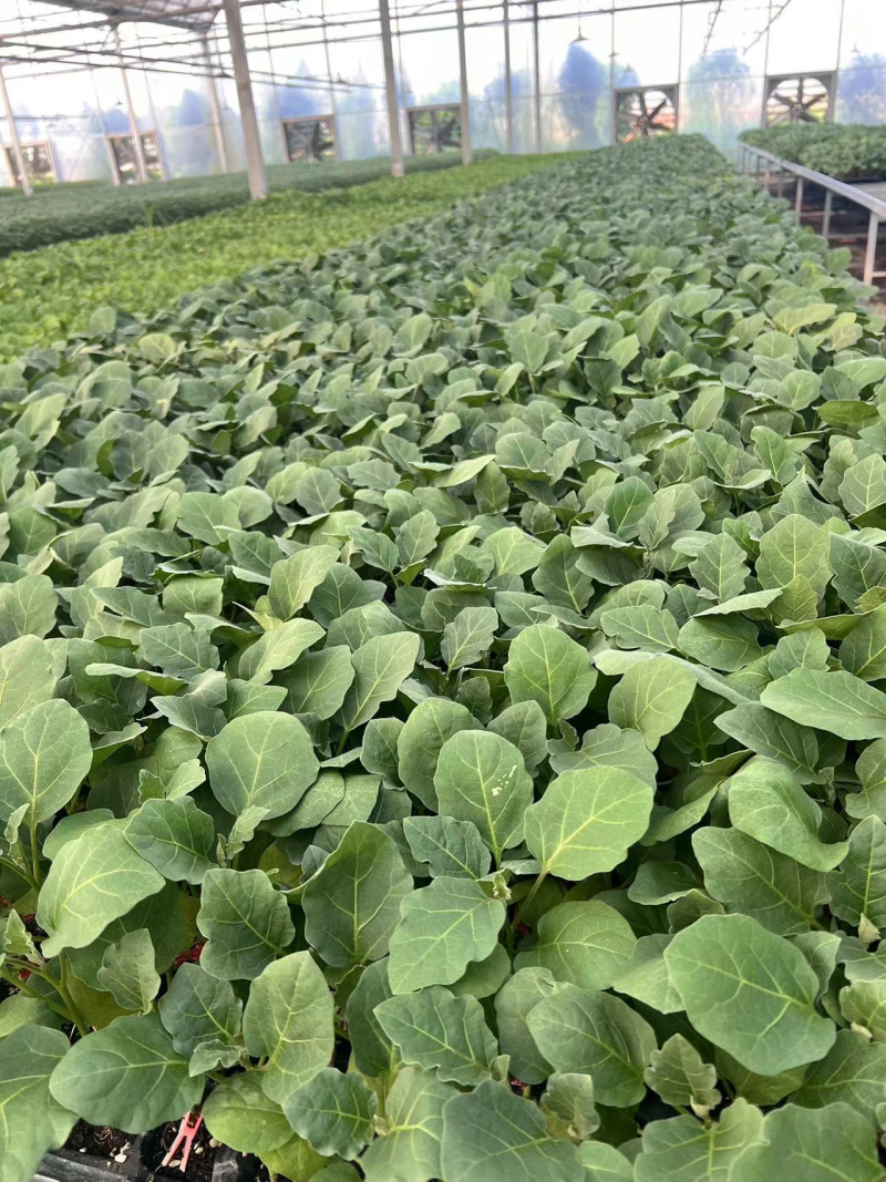 茄子苗量大从优价格优惠可视频看货支持线上下单