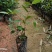 桃金娘苗