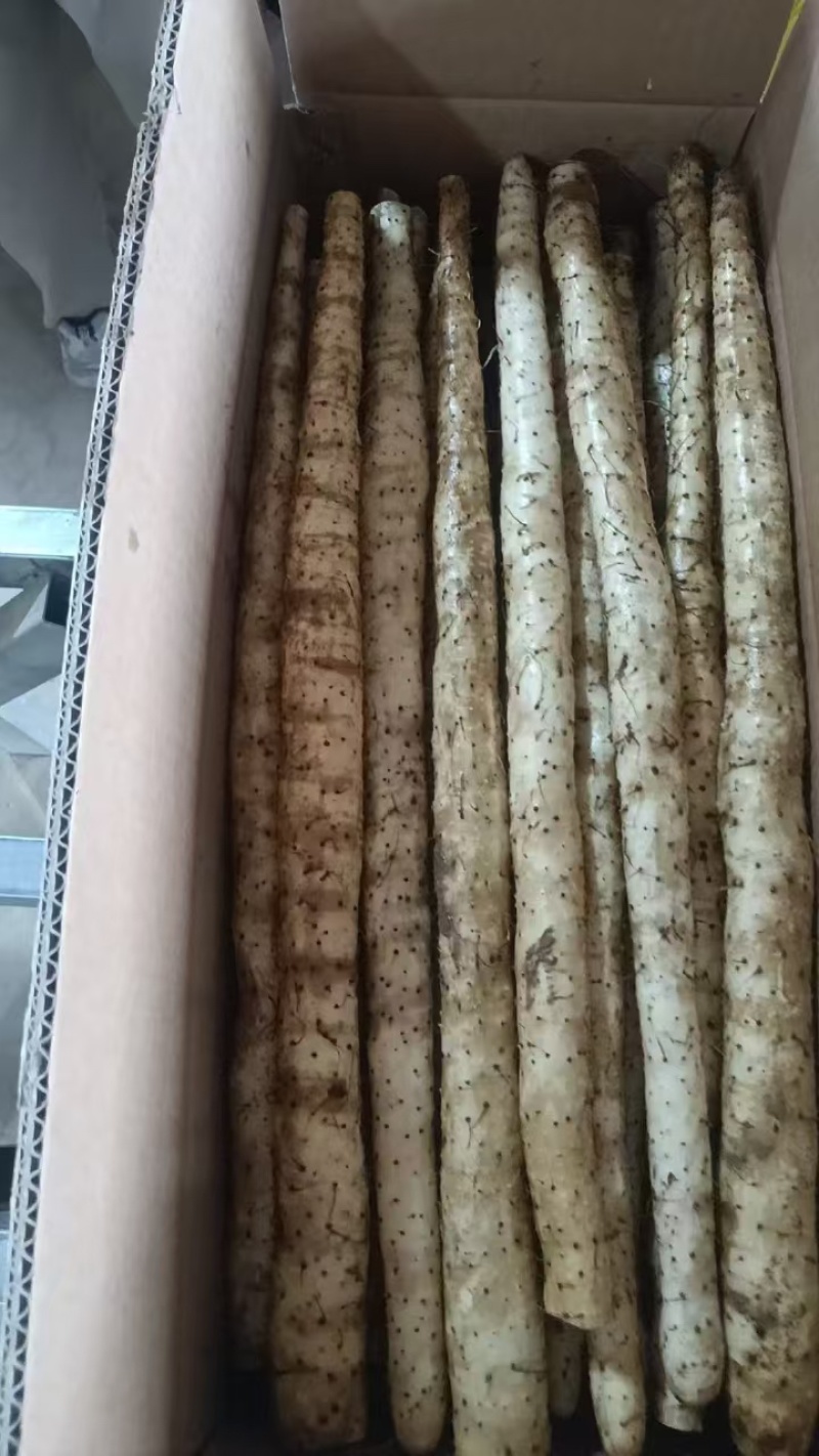 【精品山药】河北双棒，白玉，麻山药，各种品质规格齐全