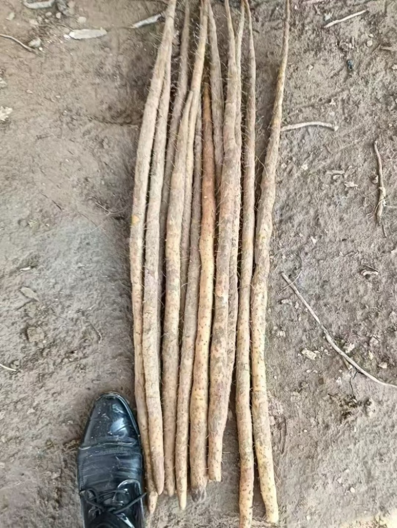 【精品山药】河北双棒，白玉，麻山药，各种品质规格齐全