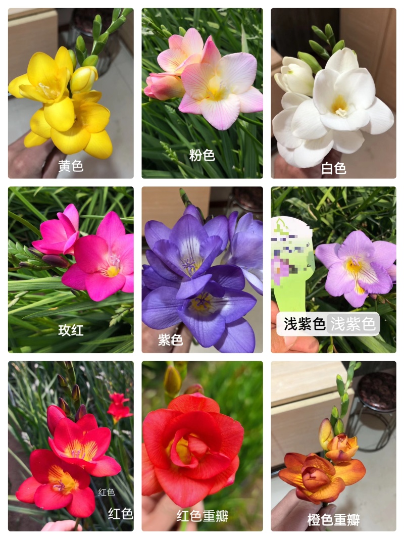 香雪兰小苍兰种球种子花卉盆栽切花香味大量供应一代种球
